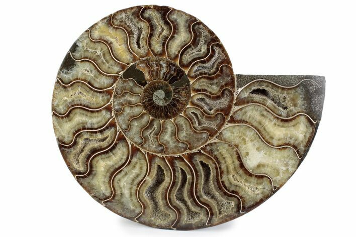 Cut & Polished Ammonite Fossil (Half) - Madagascar #362391